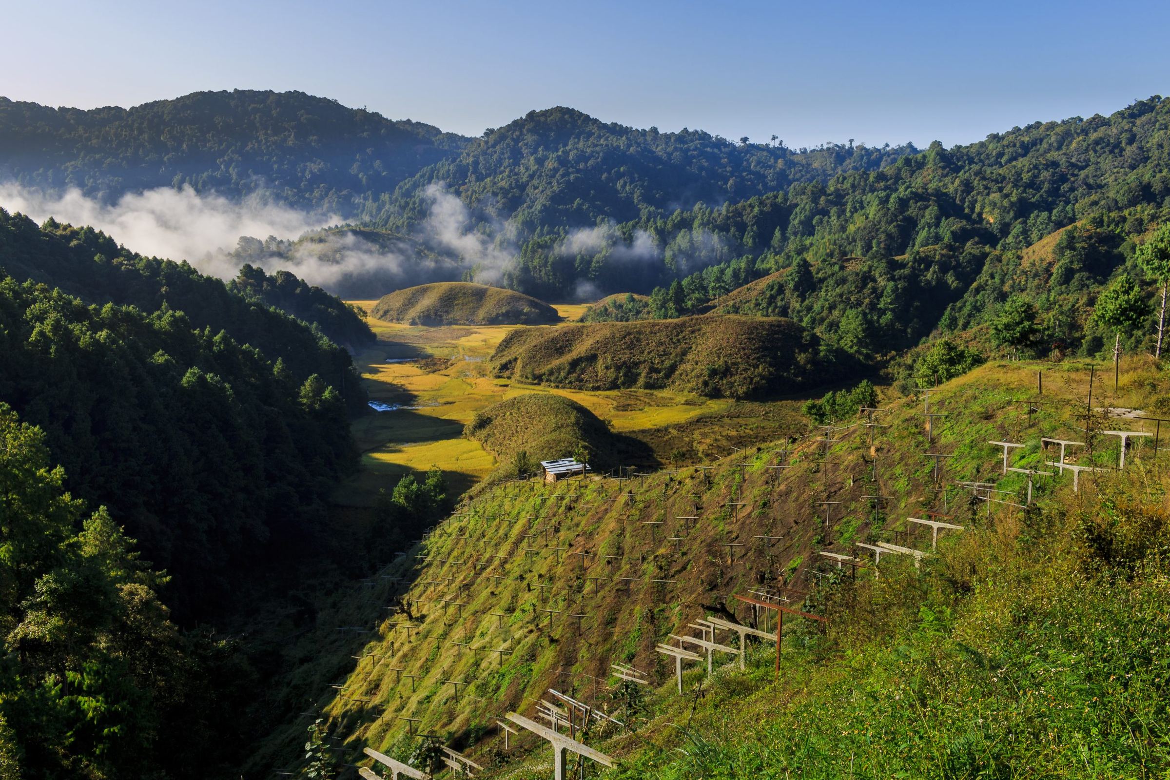 Misty hills and golden terraced fields in the Apatani valley, Ziro