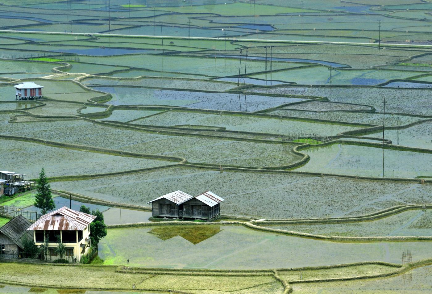 Terraced rice fields and houses in Ziro